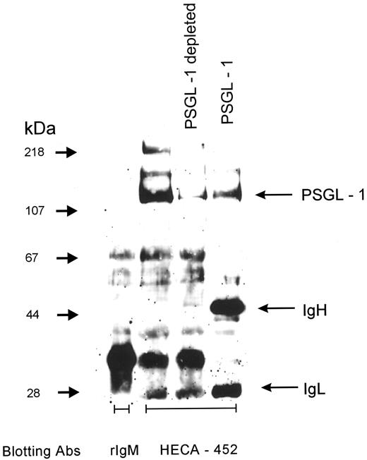 FIGURE 5. The HECA-452 epitope is predominantly displayed by PSGL-1 on neutrophils. Detergent lysates of neutrophils were either untreated or depleted of PSGL-1 by mAb treatment. Wheat germ agglutinin-agarose beads were then used to precipitate glycoproteins from the lysates, which were run side-by-side with the anti-PSGL-1 mAb-immunoprecipitated materials (PSGL-1) on reducing SDS-PAGE gels. The precipitated materials were transferred to nitrocellulose and immunoblotted with the HECA-452 mAb. An equivalent sample of neutrophil lysate was precipitated with wheat germ agglutinin, subjected to SDS-PAGE analysis, and immunoblotted with a control rat IgM mAb as a control (rIgM). The m.w. are shown on the left (×1000). The migration of indicated proteins is shown on the right. IgH and IgL are the heavy and light chains, respectively, of the PL-1 and PL-2 mAbs used to immunoprecipitate PSGL-1.