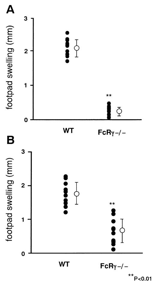 FIGURE 1. Defect in DTH responses in FcRγ−/− mice. Wild-type (WT) and FcRγ−/− mice were immunized with KLH in CFA. DTH responses were assessed 2 (A) and 10 (B) wk postimmunization. KLH was injected into the right footpad, and PBS was injected into the left footpad as a control. Footpad thickness was monitored with a micrometer 24 h later, and footpad-swelling response was calculated. Each group consisted of 10–11 mice. ∗∗, p < 0.01 compared with wild-type mice.