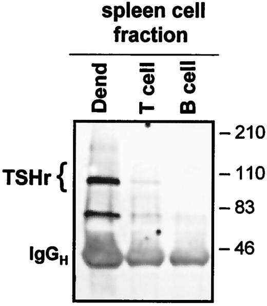 FIGURE 3. Immunoprecipitation/Western blot analyses of spleen cell fractions enriched for dendritic cells, T cells, and B cells as shown in Fig. 2. Numbers to the right indicate the position of protein standards (kDa).