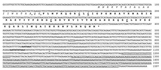 FIGURE 1. Sequence of the murine I-TAC cDNA. The predicted signal sequence (italic) and mature protein (bold) are shown beneath the nucleotide sequence of clone 068D14. The four conserved cysteines characteristic of the CXC chemokine family are underlined. The potential alternative signal sequence cleavage sites after A-19 and G-21 are indicated (^). The 3′-untranslated region includes a single ATTTA element (dotted underline), an (A/G)TTTT repeat (dot-dashed underline), and a mouse B1 repetitive sequence (dashed underline). An independent clone that included nt 20–1032 (double underline) of this sequence was followed by a 21 nt poly(A) tail. This site is preceded by overlapping alternative polyadenylation signals AATATA and TATAAA at nt 1006–1015 (bold). A potential AATAAA polyadenylation signal at nt 914–919 is also indicated (bold). The sequence shown has been entered in the EMBO/GenBank/DDBJ databases under accession number AF179872.