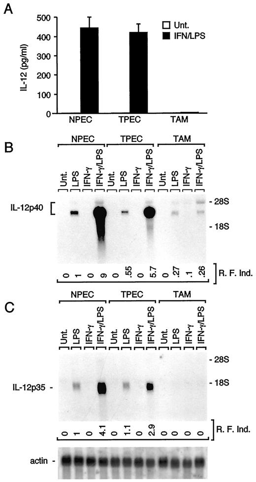 FIGURE 1. Defective IL-12 expression in TAM. A, After isolation of TAM, NPEC and TPEC, cells were incubated for 18 h as indicated, and supernatants were collected and assayed by ELISA to evaluate IL-12 protein levels. Samples were determined in triplicate and values are the average (±SD) of three separate experiments. B, Analysis of the levels of expression of IL-12 p40 mRNA. C, Analysis of the levels of expression of IL-12 p35 mRNA. Data in A–C are representative of three different experiments. Ten micrograms of total RNA was used in Northern blot. In each experiment, TAM, TPEC, and NPEC were obtained from 15 tumor-bearing mice and from 15 control mice, respectively. R. F. ind., relative fold induction. Values were normalized for the levels of mRNA expression observed in LPS-stimulated NPEC, to which a value of 1.0 was assigned.