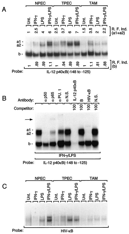 FIGURE 2. Lack of IL-12 NF-κB-binding activity in TAM. A, EMSA using nuclear extracts from TAM, NPEC, or TPEC treated as indicated for 4 h was performed by using the 32P-labeled oligonucleotide containing the IL-12 p40κB regulatory region of the IL-12 p40 promoter (nt −148 to −125). Data in A is representative of two different experiments. R. F. ind., relative fold induction. Values were normalized for the DNA-binding activity observed in untreated NPEC, to which a value of 1.0 was assigned. B, Competition and supershift analysis of the IL-12 p40κB DNA/protein complex. Anti-p50, antiserum 1157; anti-p65, antiserum 1226; anti-PU.1; N. S., nonspecific Ab. IL-12 p40κB, 100 ng of cold oligonucleotide containing the IL-12 p40 promoter region nt −148 to −125. B, A total of 100 ng of cold oligonucleotide containing the IL-12 p40 promoter region nt −127 to −110. HIV-κB, 100 ng of cold HIV-κB oligonucleotide; N. S., 100 ng of cold nonspecific oligonucleotide. Nuclear extracts were obtained from NPEC. C, Binding of nuclear extracts from TAM, NPEC, and TPEC treated as indicated for the 32P-labeled HIV-κB oligonucleotide. TAM, TPEC, and NPEC were obtained from 15 tumor-bearing mice and 15 control mice, respectively.