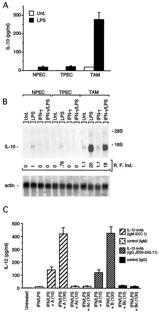 FIGURE 3. Role of autocrine IL-10 in TAM. A–C, Overexpression of IL-10 in TAM. A, Supernatants from TAM and PEC, stimulated for 18 h as indicated, were analyzed by ELISA for IL-10 protein expression. Samples were determined in triplicate and values are the average (±SD) of three separate experiments. B, A total of 10 μg of total RNAs from TAM, NPEC, and TPEC treated as indicated for 4 h was analyzed by Northern blot for IL-10 mRNA expression. Data in A–C are representative of three different experiments. R. F. ind., relative fold induction. Values were normalized for the levels of mRNA expression observed in LPS-stimulated NPEC, to which a value of 1.0 was assigned. C, Reversion of IL-12-defective secretion by anti-IL-10 mAbs. Purified TAM were activated with IFN-γ/LPS in the presence of increasing concentrations (10 μg/ml and 100 μg/ml) of different anti-IL-10 mAbs (A and B) as indicated, or in the presence of the respective control Abs (Ac and Bc). After 18 h, supernatants were collected and the concentration of IL-12 protein was analyzed by ELISA. TAM, TPEC, and NPEC used in each experiment were obtained from 15 tumor-bearing mice and 15 control mice, respectively.