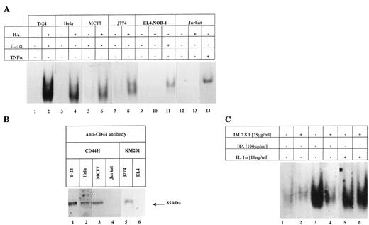FIGURE 1. HA fragments induce NF-κB activation via CD44. A, T-24, HeLa, MCF7, Jurkat, EL4.NOB-1, and J774 cells were treated with or without HA fragments (100 μg/ml) for 2 h. Nuclear extracts from each cell line were prepared and assessed for NF-κB DNA-binding activity as described under Materials and Methods. IL-1α and TNF-α (10 ng/ml for 1 h) were used as positive controls for NF-κB activation in EL4.NOB-1 (lane 11) and Jurkat cells (lane 14), respectively. Protein-DNA complexes are shown. Results are representative of three separate experiments. B, Whole-cell lysates were extracted from T-24 (lane 1), HeLa (lane 2), MCF7 (lane 3), Jurkat (lane 4), J774 (lane 5), and EL4.NOB-1 (lane 6) cells. Lysates were probed for CD44 immunoreactivity using a monoclonal anti-human CD44 Ab (CD44H) for human cell lines (T-24, HeLa, MCF7, or Jurkat) (lanes 1–4) or an anti-mouse CD44 Ab (KM201) for murine cell lines (EL4.NOB-1 and J774) (lanes 5 and 6) as indicated. Only one band of 85 kDa was detected and corresponded to standard CD44. Results are representative of two separate experiments. C, T-24 cells were preincubated with anti-human CD44 mAb IM7.8.1 (25 μg/ml) (lanes 2, 4, and 6) or left untreated for 1 h before stimulation with HA fragments (100 μg/ml) (lanes 3 and 4) or IL-1α (10 ng/ml) (lanes 5 and 6) for 2 h. Nuclear extracts were prepared and assessed for NF-κB DNA-binding activity. Protein-DNA complexes are shown. Data are representative of three separate experiments, and the photographs shown are a composite from samples generated in the same experiment but analyzed on different gels under identical conditions.