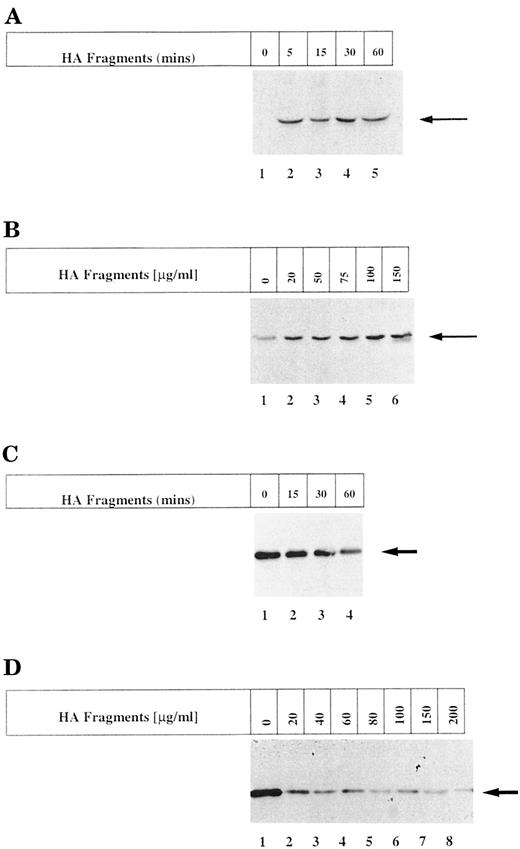 FIGURE 3. HA fragments induce phosphorylation and degradation of IκBα in T-24 cells. A, Confluent monolayers of T-24 cells were cultured in 0.5% FBS medium and treated with HA fragments (150 μg/ml) from 5 to 60 min (lanes 2–5) or left untreated (lane 1). B, T-24 cells (in complete medium) were treated with vehicle control (medium), left untreated (lane 1), or treated with increasing concentrations of HA fragments from 20 to 150 μg/ml (lanes 2–6) for 30 min. Cell lysates were probed for phosphorylation of IκBα using an Ab that detects IκBα only when activated by phosphorylation on Ser32. A phospho-specific IκBα band of 37.5 kDa was detected. No other protein complexes except that shown were observed. Basal phospho IκBα was detectable if cells were cultured in complete medium, while serum starvation (0.5% FBS) minimized basal activity. C, T-24 cells were treated with HA fragments (150 μg/ml) from 15 to 60 min (lanes 2–4) or left untreated (lane 1). D, T-24 cells were treated with increasing concentrations of HA fragments (20 to 200 μg/ml) for 2 h (lanes 2–8) or left untreated (lane 1). Cell lysates were extracted as described in Materials and Methods, and equivalent amounts (4–6 μg protein) were probed for total IκBα using a mAb that detects IκBα. An IκBα-specific band of 37.5 kDa was detected. No other protein complexes except those shown were observed.