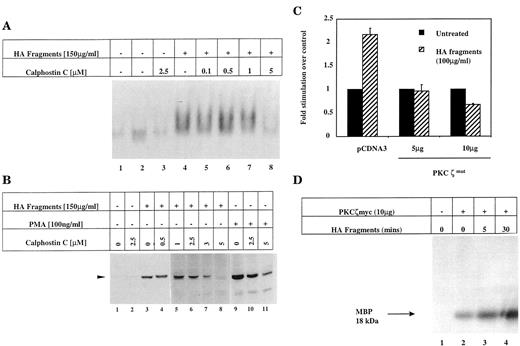 FIGURE 7. PKCζ mediates the activation of NF-κB by HA fragments. Confluent monolayers of T-24 cells were preincubated with calphostin C alone (lane 3) or from 0.1 to 5 μM (lanes 5–8) before stimulation with HA fragments (150 μg/ml) for 2 h (lanes 4–8) or an equivalent volume of vehicle control (DMSO) (lane 2) as indicated. Nuclear extracts were prepared and assessed for NF-κB DNA-binding activity as described in Materials and Methods. Protein-DNA complexes are shown. B, T-24 cells were preincubated with calphostin C alone 2.5 μM (lane 2) or increasing concentrations (lanes 4–8, 10, and 11) for 1 h or vehicle control (DMSO) (lane 3) before stimulation with HA fragments (150 μg/ml) (lanes 3–8) or PMA (100ng/ml) (lanes 9–11). Cell lysates were extracted and probed for phosphorylation of IκBα using an Ab that detects IκBα only when activated by phosphorylation on Ser32. A phospho-specific IκBα band of 37.5 kDa was detected. No other protein complexes except those shown were observed. (Lanes 1–4 and 5–11 are taken from separate gels, but duplicate samples were run on each gel to normalize exposure intensities such that lanes could be directly compared.) C, T-24 cells were transiently transfected by electroporation with a κB-luciferase reporter gene (5 μg) and cotransfected with 5 or 10 μg expression vector encoding dominant negative PKCζ (ζPKCmut) as described in Materials and Methods. Forty-eight hours following transfection, cells were left untreated (▪) or incubated with HA fragments 150 μg/ml (▨) for 6 h. Cell lysates were prepared and analyzed for luciferase reporter gene activity and normalized for protein concentration. Results represent fold-stimulation over control ± SD for a single experiment (performed in triplicate) and is representative of three experiments. D, T-24 cells were transiently transfected by electroporation with Myc-tagged PKCζ. Twenty-four hours following transfection, cells were left untreated (lane 2) or incubated with HA fragments (100 μg/ml) for 5 or 30 min (lanes 3 and 4). Lane 1 represents background MBP phosphorylation in the absence of cellular lysate. PKCζ was then immunoprecipitated from total cell lysates and subjected to an immune complex kinase assay as described in Materials and Methods. Phosphorylation of MBP (18 kDa) is indicated.