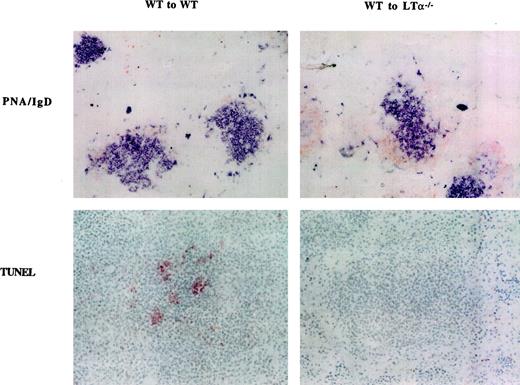 FIGURE 6. Lack of apoptotic activity in PNA+ clusters in LTα−/− mice reconstituted with wt splenocytes. Irradiated wt mice (left panels) and LTα−/− mice (right panels) were reconstituted with splenocytes from naive wt mice together with 108 SRBC. The recipients’ spleens were collected 10 days after transfer and immunization, and sections were stained with PNA (blue) and anti-IgD (brown) in the top panels and by the TUNEL procedure in the lower panels. TUNEL+ cells are brown on the background of methyl green counterstain.