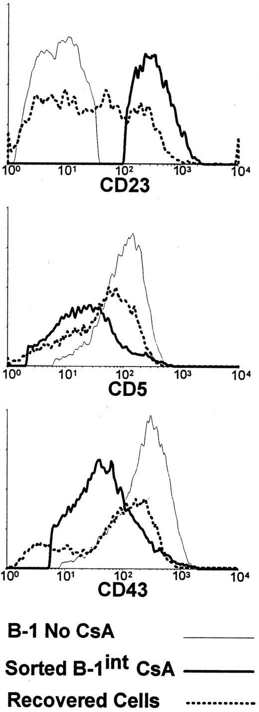 FIGURE 5. PtC-specific B-0 cells from CsA-treated Dbl Tg mice differentiate to B-1 after adoptive transfer to sublethally irradiated mice. Shown are the phenotypic comparison of the CD23+ cells from CsA-treated Dbl Tg mice (Sorted B-1int CsA) and the cells recovered from recipient mice 6 days later (Recovered Cells). For reference, the phenotype of B-1 cells (IgM+ CD23−) from a Dbl Tg mouse that have not been treated with CsA (B-1 No CsA) is included.