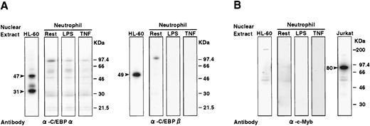FIGURE 7. Western blot of nuclear extracts from HL-60 cells and mature neutrophils. Nuclear extracts (10 μg) from HL-60 cells and neutrophils (resting (rest), and LPS activated, or TNF-α activated) were resolved by 12% (A) or 10% (B) SDS-PAGE. Western blotting was performed using anti-C/EBPα and anti-C/EBPβ Abs (A) or anti-c-Myb Ab (B). Nuclear extracts from Jurkat cells were used as positive control in B. Positions of molecular size markers are shown in kDa on the right. Specific bands are indicated by arrows with molecular mass (kDa).