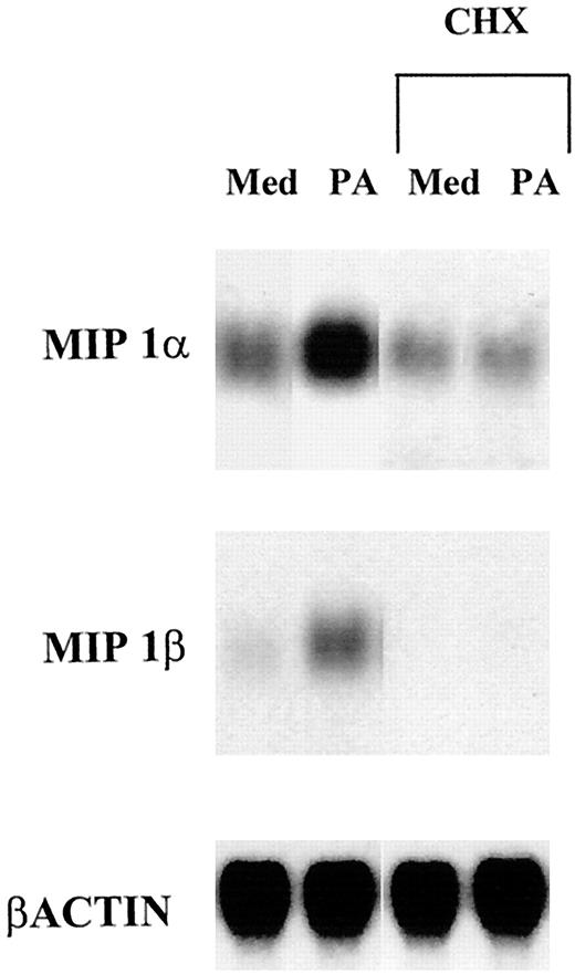 FIGURE 6. De novo protein synthesis is required for PA-induced MIP-1α and MIP-1β expression. ANA-1 macrophages were incubated for 12 h with the indicated stimuli, in the absence or presence of 7.5 μg/ml CHX, and total RNA was examined for MIP-1α and MIP-1β expression by Northern blot.