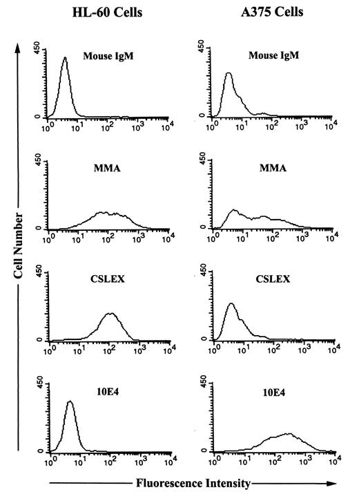 FIGURE 2. Cell surface expression of Lex, SLex and heparan sulfate. HL-60 cells and A375 cells were incubated with mouse IgM, MMA (a mAb to Lex), CSLEX (a mAb to SLex), or 10E4 (a mAb to heparan sulfates) followed by an FITC-conjugated Ab against mouse IgM. The binding events were analyzed by flow cytometry, as described above.