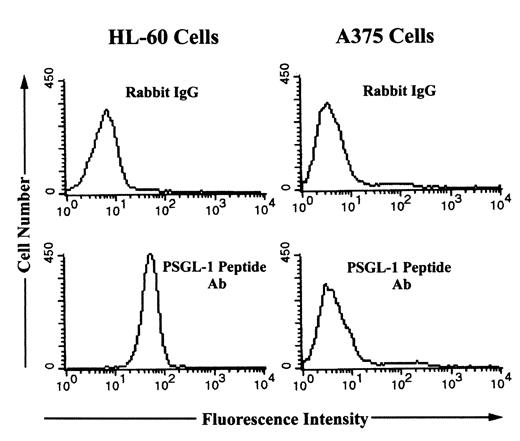 FIGURE 4. Detection of PSGL-1 on A375 cells. HL-60 cells and A375 cells were incubated with rabbit preimmune IgG or a PSGL-1 peptide Ab followed by an FITC-conjugated Ab against rabbit IgG. The binding events were analyzed by flow cytometry.