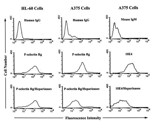 FIGURE 7. Effects of heparinases on P-selectin binding. HL-60 cells and A375 cells were incubated with human IgG, P-selectin Rg, mouse IgM, or 10E4 (a mAb to heparan sulfates) followed by an FITC-conjugated Ab against human IgG or mouse IgM after digestion with heparinases I, II, and III. The binding events were analyzed by flow cytometry, as described above. Results are representative of three separate experiments.
