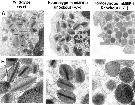 FIGURE 2. The secondary granules of mMBP-1−/− eosinophils are devoid of electron-dense core structures. Eosinophils from peritoneal cavity exudates of parasite Ag-sensitized/challenged mice (12 ) were fixed and subjected to electron microscopy. A, Electron photomicrographs showing clusters of secondary granules from wild type (+/+), mMBP-1+/−, and mMBP-1−/− mice (original magnification, ×69,000). B, Single granules from mice of each genotype at high magnification (original magnification, ×512,500).