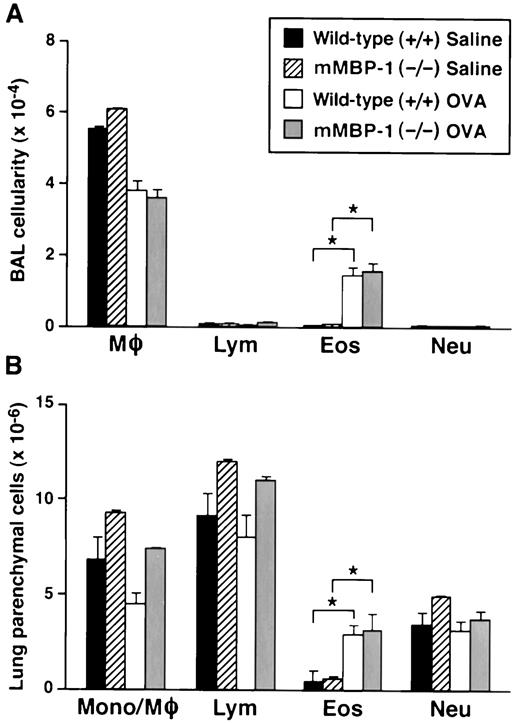 FIGURE 3. The OVA-induced eosinophilia of the airway lumen and interstitial regions are unaffected in mMBP-1−/− mice. A, The cellularity of BAL fluid from sensitized wild-type and mMBP-1−/− mice was assessed in response to either a saline or OVA aerosol challenge (n = 6–11 animals/group). The cellularity of each animal cohort is expressed as the product of the total number of cells recovered and the percentages of each cell type derived from differentials (Wright-stained cytocentrifuge preparations) of 300 cells. Data represent the mean ± SEM. B, Parenchymal leukocyte cellularity from sensitized wild-type and mMBP-1−/− mice (n = 6–11 animals/group) was assessed by collagenase digestion of perfused lungs. Data are expressed as the means (±SEM), counting a minimum of 300 cells/sample. Mφ, macrophage; Lym, lymphocyte; Eos, eosinophil; Neu, neutrophil; Mono, monocyte. ∗, p < 0.05, wild-type/mMBP-1−/− saline control groups vs OVA-treated mice.
