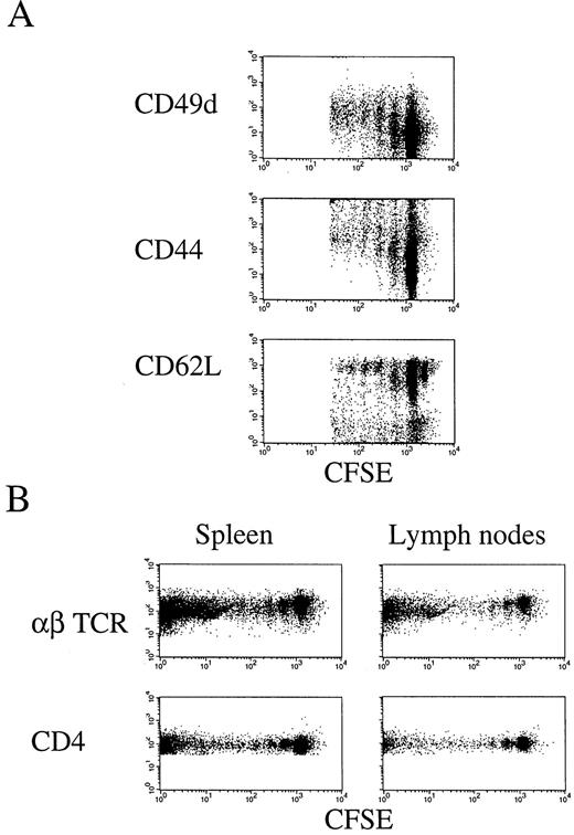 FIGURE 6. Surface phenotype associated with the expansion of 1H3.1 TCR Tg CD4+ T cells induced by self-peptide–self-MHC complex recognition in an irradiated syngeneic host. CFSE-labeled 1H3.1 TCR Tg CD4+ T cells (6 × 106) were i.v. injected into irradiated normal C57BL/6 recipients, and secondary lymphoid organs were analyzed at different time points after transfer using immunostaining and flow cytometry. A, CD49d, CD44, and CD62L surface expressions on day 12 after transfer. B, TCR and CD4 coreceptor surface expressions 10 days after transfer. Expression of the αβ TCR was detected using the Cβ-specific H57 mAb. For clarity, the results in A were plotted after gating out the background FL1 fluorescence; they represent analysis of ammonium chloride-treated splenocytes. Similar results were obtained using lymph node cell suspensions. Experiments conducted using Eα6 TCR Tg CD4+ T cells showed consistent results (data not shown).