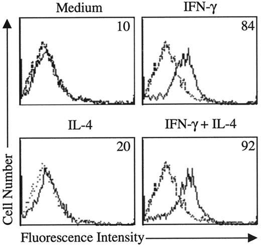 FIGURE 6. STAT-6 is required for IL-4 inhibition of IFN-γ-induced CD40 expression. STAT-6-deficient microglia were treated with medium, IFN-γ (75 U/ml), IL-4 (10 ng/ml), or IFN-γ plus IL-4 for 48 h, then stained for surface expression of CD40. In each histogram, the dotted line represents the isotype-matched control Ab, and the solid line shows anti-CD40 staining. Numbers indicate the mean fluorescence intensity. The data shown are representative of two experiments.