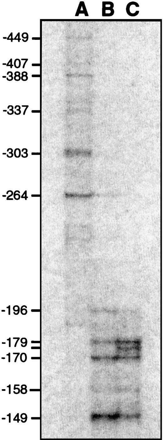 FIGURE 4. Transcription start sites (tss) of rat IL-18 mRNA. Primer extension study was conducted to determine the tss using total RNAs from adrenal gland (A), spleen (B), and duodenum (C). The numbers beside each bar indicate the relative positions of the tss from the translation start codon (ATG).