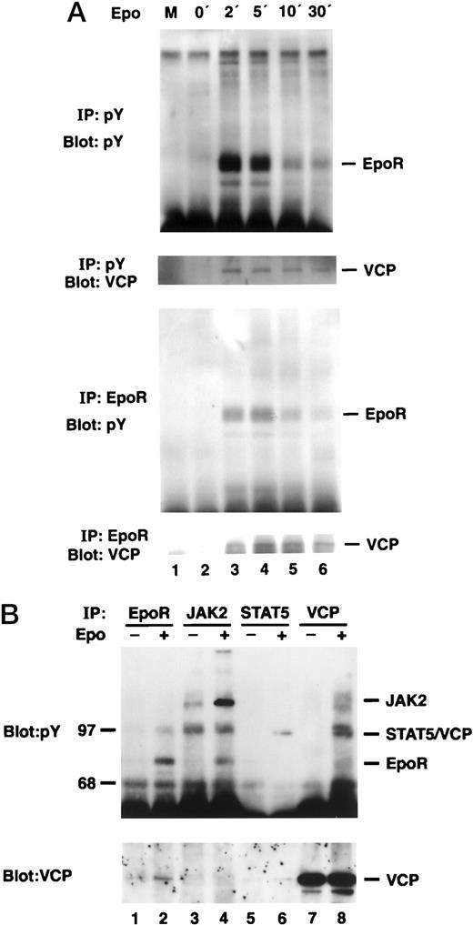FIGURE 5. Involvement of VCP in Epo signaling. A, Starved HCD-57 cells were stimulated with Epo (100 U/ml) for 0–30 min. The cell lysates were subjected to serial immunoprecipitation (IP) and immunoblotting (Blot) with the indicated antisera. B, HCD-57 cells were either unstimulated (−) or stimulated with Epo (+) for 30 min. The cell lysates were analyzed by immunoprecipitation (IP) followed by immunoblotting (Blot) with the indicated antisera.