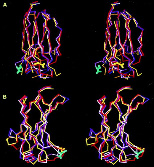 FIGURE 3. Superposition of the Cα backbone of: human Cμ1 (yellow), human Cγ1 (blue), murine Cγ1 (magenta), and murine Cγ2b (red). A, Front stereo view of the CH1 face contacting CL. Cysteine residues of human IgM (yellow sticks) and murine IgG1 (light blue sticks) are highlighted to show their different location at the interface. B, Side view of the same domains, the conservation of the interface is clearly shown at the right side of the figure.