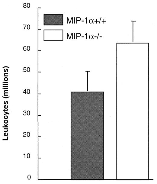 FIGURE 2. Effect of MIP-1α deletion on pulmonary recruitment of leukocytes in mice infected with C. neoformans (day 16). Cells were isolated from infected lungs of MIP-1α+/+ (n = 9) and MIP-1α−/− mice (n = 11) following enzymatic dispersion of whole lungs (see Materials and Methods). Recruited leukocytes in infected mouse = ((total number of leukocytes in infected mouse) − (mean number of leukocytes in uninfected mice)). Uninfected mice per group (n = 10). Bars represent x̄ ± SE; ∗, p < 0.05 in comparison with MIP-1α+/+.