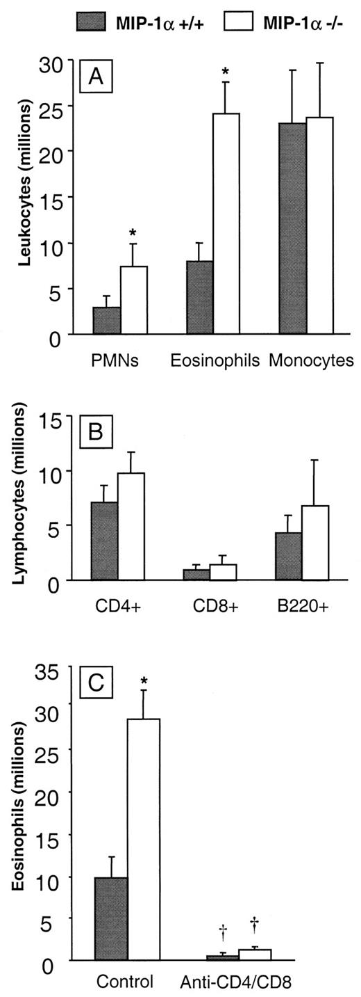FIGURE 3. Effect of MIP-1α deletion on recruitment of leukocyte subsets into the lungs of C. neoformans-infected mice (day 16). Leukocytes were isolated from infected lungs following enzymatic dispersion of whole lungs (see Materials and Methods). The absolute number of a leukocyte subset was calculated by multiplying the percentage of each subset in an individual sample by the total number of lung leukocytes in that mouse. Recruitment represents the difference in absolute numbers of a leukocyte subset in infected compared with uninfected mice within the group. A, Myeloid cells, MIP-1α+/+ mice (n = 9), and MIP-1α−/− mice (n = 11). B, Lymphocytes MIP-1α+/+ mice (n = 7) and MIP-1α−/− mice (n = 8). C, Eosinophils in C. neoformans-infected mice and the effect of treatment with anti-CD4 and anti-CD8 Abs. MIP-1α+/+ mice (n = 7) and MIP-1α−/− mice (n = 8) treated with Abs MIP-1α+/+ mice (n = 5) and MIP-1α−/− mice (n = 8). Bars represent x̄ ± SE; ∗, p < 0.05, in comparison with MIP-1α+/+; †, p < 0.05, in comparison with matching control-treated group (MIP-1α+/+ or MIP-1α−/−)