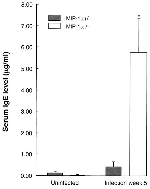 FIGURE 7. Effect of MIP-1α gene deletion on serum IgE level (day 35). The IgE was detected by ELISA in serum samples from infected and uninfected MIP-1α+/+ and MIP-1α−/− mice. Bars represent x̄ ± SE, n = 8 per group (infected) and 4 per group (uninfected). ∗, p < 0.05 in comparison with MIP-1α+/+ mice.