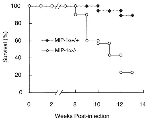 FIGURE 8. Effect of MIP-1α deletion on the survival of mice with pulmonary C. neoformans infection. MIP-1α−/− and MIP-1α+/+ mice were infected intratracheally with 104 CFU of C. neoformans (strain 145). In a pool of two experiments, n = 29 for MIP-1α−/− mice and n = 18 for MIP-1α+/+ mice.