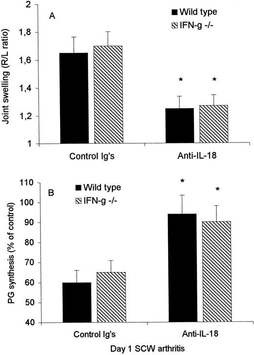 FIGURE 5. Effect of anti-IL-18 treatment on joint swelling and chondrocyte PG synthesis in IFN-γ-deficient mice. A, Wild-type and IFN-γ-deficient mice were injected i.p. 2 h before induction of arthritis with either rabbit anti-murine IL-18 or rabbit Ig. On day 1, joint swelling was determined by 99mTc uptake and expressed as the right/left ratio. The data represent the mean ± SD of at least seven mice per group. B, Chondrocyte PG synthesis was measured by [35S]sulfate incorporation on day 1 after induction of arthritis. The data represent the mean ± SD percent chondrocyte PG synthesis of the left control patella. ∗, p < 0.05 compared with the rabbit Ig group, by Mann-Whitney U test.