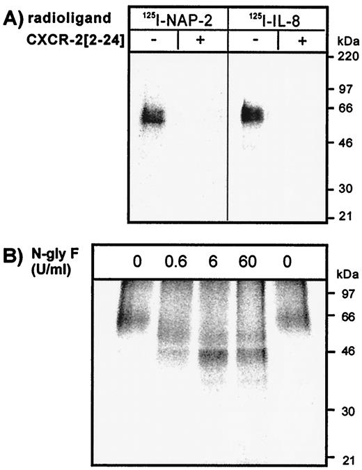 Identification of Distinct SurfaceExpressed and Intracellular CXCChemokine Receptor 2