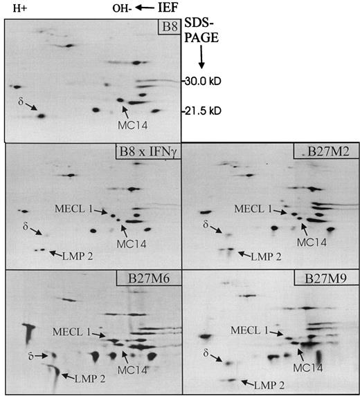 FIGURE 1. Two-dimensional IEF/PAGE analysis of proteasomes immunoprecipitated from three different LMP2/LMP7/MECL-1 triple transfectants (B27 M2, B27 M6, and B27 M9) as well as the parental B8 line grown in the presence and absence of IFN-γ. The cells were labeled with [35S]methionine/cysteine for 4 h and then grown for 5 h in chase medium to allow full maturation of 20S proteasomes. The positions of the housekeeping subunits δ and MC14 and the IFN-γ-inducible subunits LMP2 and MECL1 are indicated on the autoradiographies.