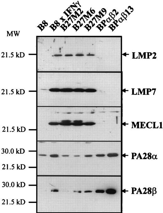 FIGURE 2. Western blot analysis of the expression of LMP2, LMP7, MECL-1, PA28α, and PA28β. Total lysates of untreated or IFN-γ-stimulated B8 cells; the LMP2/LMP7/MECL-1 triple transfectants B27 M2, B27 M6, and B27 M9; as well as the PA28α/β transfectants BPαβ2 and BPαβ13 were blotted and probed with polyclonal antisera of the respective specificities. The relative molecular masses (indicated on the left) corresponded well to the predicted Mr of the respective murine proteins, as indicated.