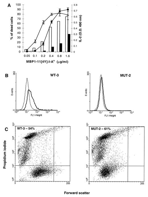 FIGURE 4. Analysis of IL-2 secretion and AICD in the T cell transfectants after stimulation with recombinant MBP1–11[4Y]:I-Au molecules. A, Cells (5 × 104/well) were incubated for 24 h with different concentrations of the recombinant molecules coated onto 96-well plates. Supernatants were analyzed for IL-2 levels using an IL-2 ELISA for WT-3 (▵) and MUT-2 cells (•). AICD was analyzed by staining the cells with PI and was expressed as the percentage of dead cells (□, WT-3 cells; ▪, MUT-2 cells). Values for IL-2 levels are the means of triplicates. B, Annexin V-FITC staining of WT-3 and MUT-2 cells after 6 h of incubation with 1 μg/ml of plate-bound MBP1–11[4Y]:I-Au complexes. Cells double positive for PI and annexin V-FITC (15% for WT-3 and 5% for MUT-2) were gated out. Annexin V staining of stimulated (thick lines) and unstimulated (thin lines) cells is shown. C, Analysis of AICD following 24-h incubation with 10 ng/ml PMA and 500 ng/ml of the calcium ionophore A21387. The percentage of PI-positive cells in the absence of stimulation was 13% for WT-3 cells and 22% for MUT-2 cells. Data shown in each panel are representative of at least two independent experiments.