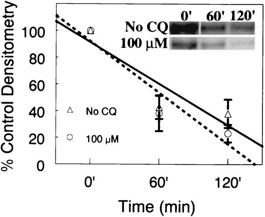 FIGURE 4. CQ does not alter the stability of TNF-α mRNA. PBMC were preincubated in the absence (▵) or presence (○) of CQ (100 μM) and stimulated with LPS for 1 h. At this time point, further transcription was blocked. At the indicated time after transcriptional blockade, total RNA was extracted and 5 μg was analyzed by RPA. The mRNA content of specific bands was quantified by phosphorimager analysis. Data are expressed as a percent of LPS-induced densitometry units at time 0 min. Data represent mean ± SE for three experiments performed in duplicate. Inset shows a representative gel.