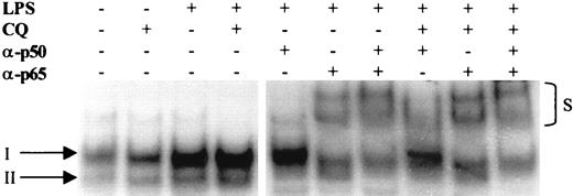 FIGURE 5. CQ does not inhibit nuclear translocation of NF-κB or alter the p50/p65 isoform composition of DNA-bound complexes. PBMC were incubated in the absence or presence of CQ (100 μM) before stimulation with LPS for 30 min. Nuclear extracts were prepared and analyzed for NF-κB content by EMSA as described in Materials and Methods. Arrows indicate DNA-binding complexes corresponding to p50-p65 heterodimers (I) and the higher mobility complex of p50-p50 homodimers (II). For Ab supershift experiments, Abs to p50 (α-p50) and/or p65 (α-p65) were added to nuclear extracts immediately after the addition of labeled oligonucleotide. Supershifted complexes appear as multiple low-mobility bands (S). Gel shown is representative of three experiments performed in duplicate.