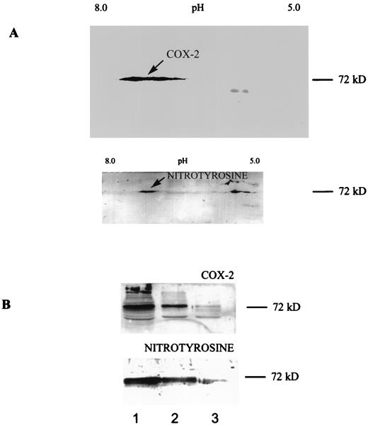 FIGURE 6. Evidence that the 72-kDa nitrated protein reported in LPS macrophage exposed to NO is COX-2 as indicated by two-dimensional gel electrophoresis and trypsin digestion. LPS-stimulated macrophages were treated with DEA/NO (as in Fig. 5A, 1 mM). A, Lysates were separated by isoelectric focusing and by SDS-PAGE followed by transfer to nitrocellulose, and the blots were probed with an anti-nitrotyrosine Ab or with an anti-COX-2 Ab. Arrow indicates region of two-dimensional gel containing colocalization of Ag after probing for COX-2 and nitrotyrosine. B, Evidence that the 72-kDa nitrated protein as indicated by trypsin digestion. Lysate was incubated with or without trypsin: untreated (Lane 1); trypsin 4°C (5 min) (Lane 2); trypsin treatment 37°C (5 min) (Lane 3). Digest was separated by SDS-PAGE, and nitrocellulose blots were probed with an anti-nitrotyrosine Ab or with an anti-COX-2 Ab.