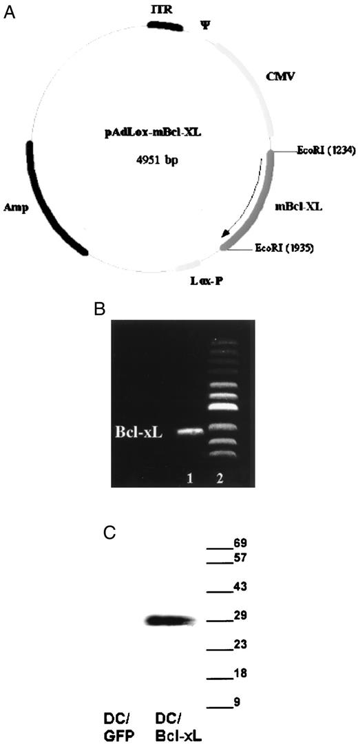 FIGURE 4. Construction of the Bcl-xL-encoding vector and transduction of DC. A, Schematic diagram of Ad5Bcl-xL vector with the bcl-xL gene incorporated into the adenovirus. The details of the construction are described in Materials and Methods. B, Digestion of mouse Bcl-xL (mBcl-xL)-encoding plasmid with EcoRI-restricted enzyme followed by electrophoresis demonstrated an appropriately sized band (lane 1) that corresponded to the calculated size of Bcl-xL, as assessed by size markers (lane 2). C, Western blot analysis of proteins in DC demonstrated significantly higher levels of Bcl-xL expression in DC transduced with Ad5Bcl-xL vector than in GFP-transduced (control) DC.