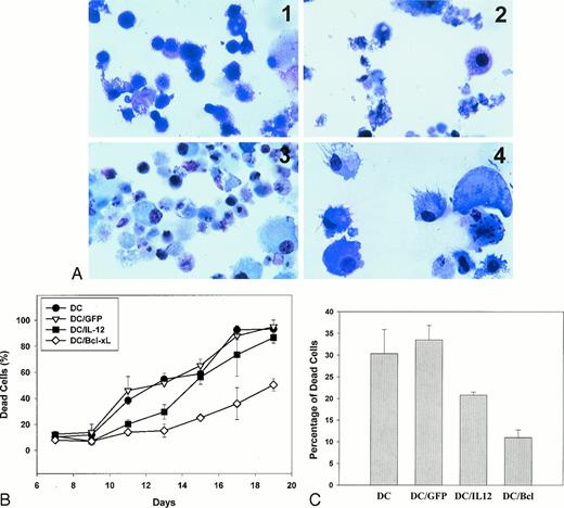 FIGURE 6. Transduction of DC with IL-12 or bcl-xL genes resulted in significantly increased survival of DC in long-term cultures and increased resistance of DC to PCa-induced apoptosis in vitro. A, Following the adenoviral transfection of DC with GFP (control), IL-12, or Bcl-xL on day 5, cells were maintained in cultures without cytokines and growth factors. The morphologic characteristics of DC are shown for the 20th day. Nontransfected DC (1) and GFP-transfected DC (2) cultures were practically lacking cell structures; IL-12-transfected DC were mostly apoptotic (3), whereas at least 50% of Bcl-xL-transfected DC were still alive (4). B, The dynamics of the death rate of transfected and control DC were assessed in cultures by trypan blue uptake. Cells were maintained without cytokines and growth factors. The results of survival analysis suggested that starting from day 11, the percentage of dead cells among nontransfected and GFP-transfected DC was significantly higher than the percentage of dead cells among IL-12- or Bcl-xl-transfected DC. Starting from day 15, the survival of IL-12-transfected DC decreased as well. Thus, DC overexpressing Bcl-xL demonstrated the highest level of survival in long-term cultures. Data represent the mean ± SEM from two independent experiments. C, Cultured DC were incubated with RM-1 cells for 48 h, stained with PI (10 μg/ml), and analyzed by FACScan. DC transfected with IL-12 or bcl-xL genes demonstrated the lowest death rate, suggesting their highest resistance to tumor-induced apoptosis. Data are shown as the mean ± SEM from two independent experiments.