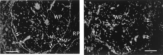 FIGURE 1. Expression pattern of laminin in wild-type and L1 KO spleens. Splenic sections from wild type (left) or L1 KO (right) mice were stained with rabbit anti-mouse laminin Ab. The double arrows outline the margin of white pulp. Opposing arrows depict the outer and inner boundaries of the marginal sinus. Opposing arrowheads depict the outer and inner boundaries of the marginal zone. The L1 KO section has a fragmented and discontinuous pattern of laminin staining (right). MS, marginal sinus; MZ, marginal zone; RP, red pulp; WP, white pulp. Bar, 50 μm.
