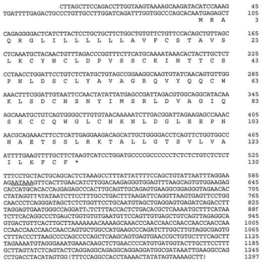 FIGURE 1. Full-length cDNA sequence of RT-PCR-amplified mouse cd59b and deduced amino acid sequence of the open reading frame. The three segments of exonic sequence shown in Table I are all accounted for in the cDNA sequence (exon 2, nucleotide 79–157; exon 3, nucleotide 158–259; partial exon 4, nucleotide 536-1262). The last 35 nucleotides (1263–1297, bracketed) were not covered by the PCR-amplified cDNA products (i.e., located 3′ to the downstream PCR primer) and were obtained from the genomic sequence. They are likely to represent exonic sequence since they are almost identical to the 3′ end of cd59a cDNA (21 ). A putative early polyadenylation signal (AATAAA) in the 3′-untranslated region is underlined.