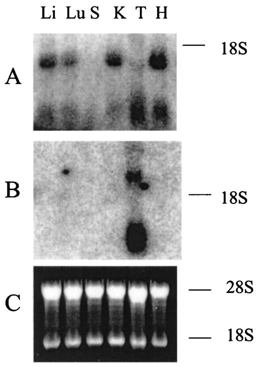FIGURE 5. Northern blot analysis of cd59a (A) and cd59b (B) expression in various mouse tissues (Li, liver; Lu, lung; S, spleen; K, kidney; T, testis; H, heart). The membrane was first hybridized with a cd59a cDNA probe (nucleotide 1–370) (21 ), which revealed high levels of cd59a expression (1.3-kb transcript) in the heart, liver, kidney, and lung (A, 4-h exposure). The membrane was then stripped and rehybridized with a cd59b-specific probe (nucleotide 304–427, Fig. 1). This revealed prominent and specific expression of cd59b in the testis (B, 15-h exposure). Ten micrograms of total RNAs were loaded in each lane. Equal RNA loading in the six lanes was confirmed by similar intensity in the 18S and 28S ribosomal RNA bands, as shown in C.