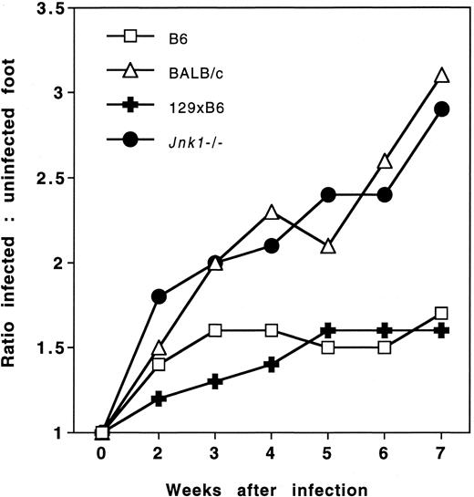 FIGURE 1. Course of L. major infection is altered in Jnk1−/− mice. Mice were infected in the right foot with 2 × 106 stationary phase L. major promastigotes in 10 μl PBS. At weekly intervals, footpad thickness of right and left feet was measured using spring-loaded calipers. The mean footpad thickness of infected and uninfected feet was determined for each group of mice, and the ratio of these means calculated and plotted. The plot shows data from two combined experiments, with n = 5 mice for each group.