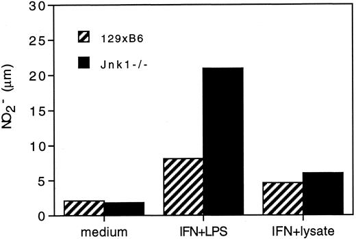 FIGURE 3. Macrophage function is normal in Jnk1−/− mice. Peritoneal exudate cells were collected and pooled from thioglycolate-treated Jnk1−/− and wild-type mice (n = 2) and plated overnight at 2 × 106/ml to enrich for adherent cells. Adherent macrophages were then cultured for 2 days in the presence of IFN-γ (10 U/ml) + LPS (10 ng/ml) or IFN-γ (10 U/ml) + L. major lysate (50 μg/ml) or medium alone. Culture supernatants were tested for the presence of NO2− using a nitrate/nitrite colorometric kit. Bar graphs show the mean concentration from duplicate wells.