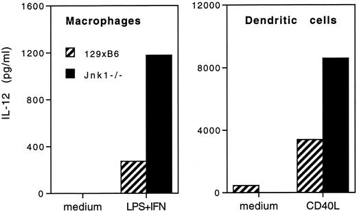 FIGURE 4. Macrophages and dendritic cells from Jnk1−/− mice show no defect in IL-12 production. Peritoneal exudate cells were collected from thioglycolate-treated Jnk1−/− and wild-type mice (n = 2) and plated overnight at 2 × 106/ml to enrich for adherent cells. Adherent macrophages were then cultured for 2 days in the presence of IFN-γ (10 U/ml) + LPS (10 ng/ml) or medium alone. Dendritic cells were enriched from the spleen of Jnk1−/− and wild-type mice using a 2-h adherence step followed by overnight culture. Enriched dendritic cells were then cultured for two days at 5 × 105/ml in the presence of CD40L (1:100) or medium alone. Supernatants collected after 2 days of culture were tested for the presence of IL-12 p40 using an ELISA kit. Bar graphs show the mean concentration from duplicate wells.