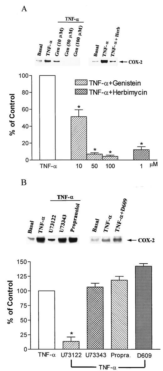 FIGURE 4. Inhibitory effect of genistein, herbimycin, or U73122 on TNF-α-induced COX-2 expression in NCI-H292 epithelial cells. Cells were pretreated with the indicated concentrations of genistein or with 1 μM herbimycin (A) or with 10 μM U73122 or U73343 or 100 μM propranolol or D609 (B) for 30 min before incubation with 30 ng/ml of TNF-α for 16 h. Whole cell lysates were prepared and subjected to Western blotting using Ab specific for COX-2, as described in Materials and Methods. COX-2 expression was quantified using a densitometer with ImageQuant software. Results are expressed as the mean ± SEM of three independent experiments. ∗, p < 0.05 as compared with TNF-α alone.