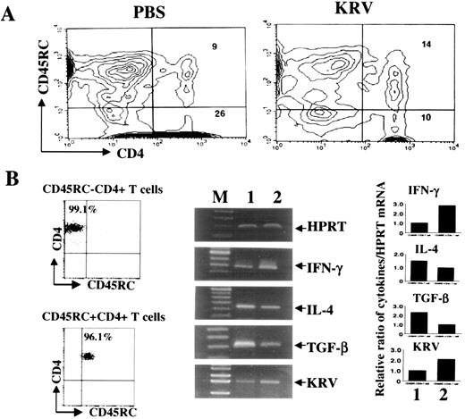 FIGURE 4. Th1-like CD4+ T cells are up-regulated whereas Th2-like CD4+ cells are down-regulated in DR-BB rats during acute KRV infection. A, Splenocytes were isolated from DR-BB rats at 7 days after KRV infection or PBS-treatment (n = 4/group), labeled with biotin-conjugated OX-22 and streptavidin Red-613, and PE-conjugated OX-35 mAb, and analyzed on a flow cytometer. Representative data from two different experiments are shown. B, After enrichment of the CD4+ T cells, the cells were sorted into CD45RC+CD4+ and CD45RC−CD4+ T cells. The purity of the sorted cells was examined using FACScan after staining of the cells with FITC-conjugated OX-22 mAb and PE-conjugated OX-35 mAb. Cytokine and KRV-NS1 gene expression were measured by RT-PCR. Lane M, 100-bp DNA ladder for cytokine gene expression and 1-kb DNA ladder for KRV-NS1 gene expression. Lane 1, CD45RC−CD4+ T cells. Lane 2, CD45RC+CD4+ T cells.