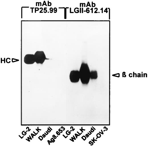 FIGURE 2. Western blot analysis of the reactivity of mAb TP25.99 with HLA class I heavy chains. A 1% Nonidet P-40 extract of human B lymphoid cells LG-2, WALK, and Daudi was separated by SDS-PAGE on a 14% polyacrylamide gel in the presence of 2-ME and transferred to Immobilon-P membranes. Following blocking, filters were incubated with 2 × 105 cpm/ml 125I-labeled mAb, washed, dried, and autoradiographed at −70°C using Hyperfilm-MP (Amersham). Mouse myeloma cells Ag 8.653, human ovarian carcinoma cells SK-OV-3, and mAb LGII-612.14 which reacts with the β-chain of HLA class II Ags (Temponi et al., Ref. 11 ) were used as controls.