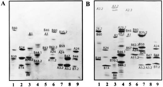 FIGURE 4. Analysis by 1D-IEF and Western blotting of the reactivity of mAb TP25.99 with β2m-free HLA class I alleles. A, Triton X-114 detergent lysates of cultured B lymphoid cells BRU (HLA-A2.2, A28; B39, B60; lane 1), MZ (HLA-A24; B14; lane 2), ENID (HLA-A1, A2.2; B8, B70.2; lane 3), WET (HLA-A28.2, A29.2; B44.1, B44.2; lane 4), DCHO24 (HLA-A1, A2.3; B46, B57; lane 5), DCHO38 (HLA-A11.2, A24; B60, B62.3; lane 6), YIL (HLA-A3.2, A24; B35.2, B59; lane 7), PLH (HLA-A3.2, B47; lane 8), and DSCH (HLA-A24; B48, B7.2; lane 9) were separated by 1D-IEF followed by Western blotting with mAb TP25.99. B, Western blot probed with rabbit anti-HLA class I heavy chain Abs as the primary Ab was used as a positive control.