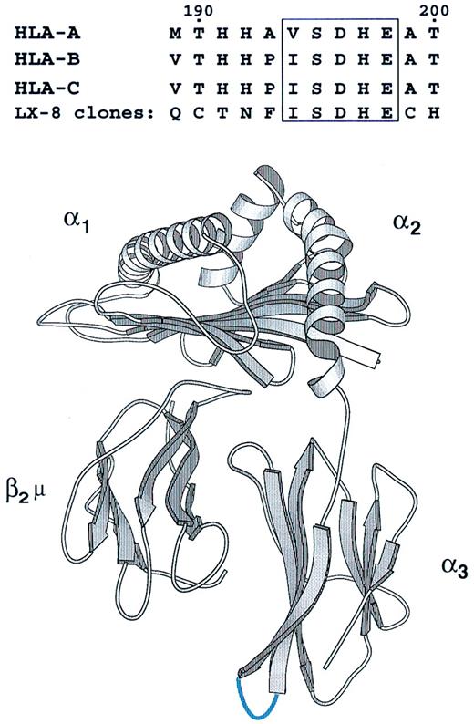 FIGURE 5. Amino acid sequence homology of HLA-A, -B, and -C heavy chain α3 domains with peptides expressed by clones isolated by panning the LX-8 phage display peptide library with mAb TP25.99. The amino acids identical in the HLA-A, -B, and -C heavy chain α3 domains and in the LX-8 phage-displayed peptides are shown in box. The lower panel shows the region of homology (highlighted in blue) in the three-dimensional structure of β2m-associated HLA class I heavy chains.