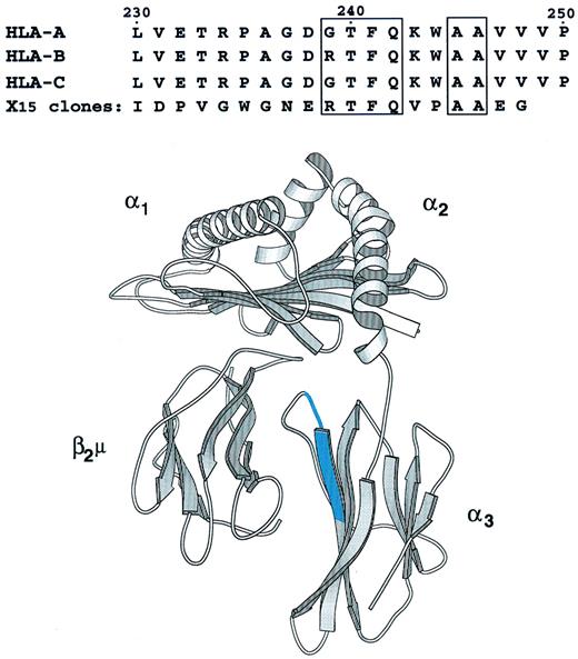 FIGURE 6. Amino acid sequence homology of HLA-A, -B, and -C heavy chain α3 domains with peptides expressed by clones isolated by panning the X15 phage display peptide library with mAb TP25.99. The amino acids identical in the HLA-A, -B, and -C heavy chain α3 domains and the X15 phage-displayed peptides are shown in box. The lower panel shows the region of homology (highlighted in blue) in the three-dimensional structure of β2m-associated HLA class I heavy chains.